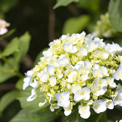 适合中年妈妈微信头像花朵(共24张)