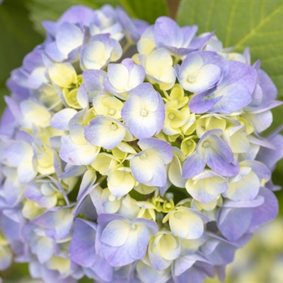 适合中年妈妈微信头像花朵(共24张)