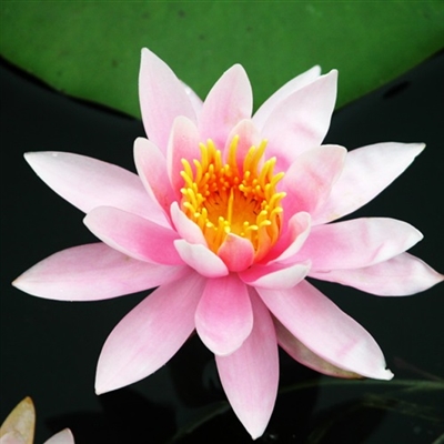 适合中年妈妈微信头像美女(精选16张)