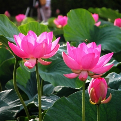 适合中年妈妈微信头像美女(精选16张)