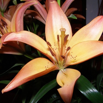 好看的头像妈妈专用(精选22张)