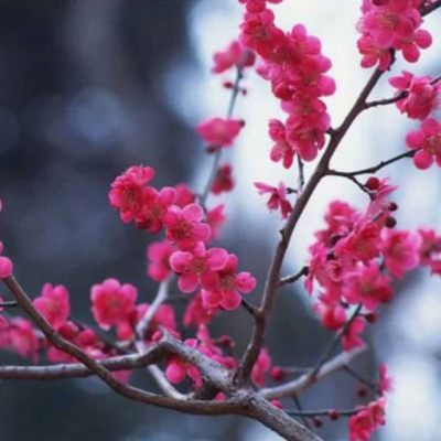 好看的头像妈妈专用(精选22张)