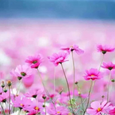 好看的头像妈妈专用(精选22张)