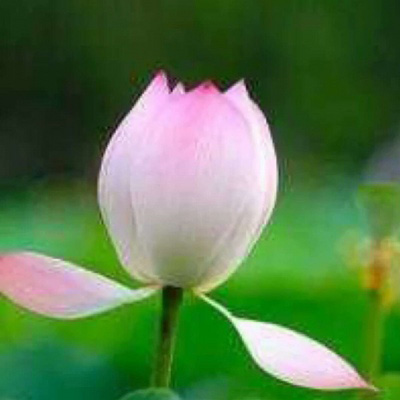 好看的头像妈妈专用(精选22张)