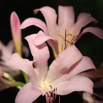 好看的头像妈妈专用(精选22张)