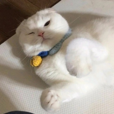 猫咪闺蜜头像两人一人一张可爱(优选18张)