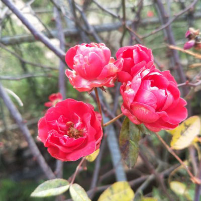 60多岁老人微信头像大全花(共20张)