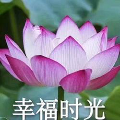 60多岁老人微信头像大全花(共20张)