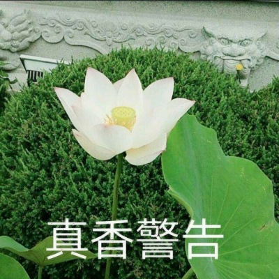 60多岁老人微信头像大全花(共20张)