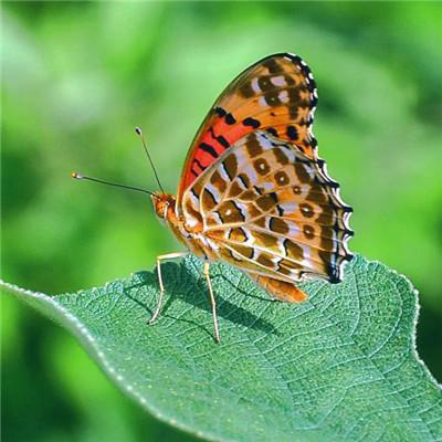 60多岁老人微信头像风景(精选26张)