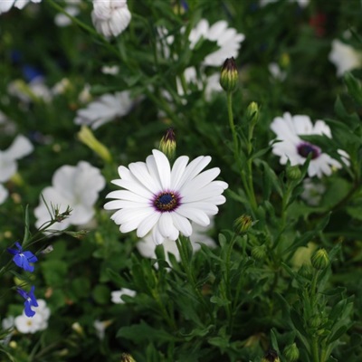 好看的微信花朵头像适合女生(16张)