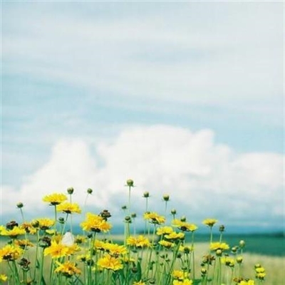 好看的微信花朵头像适合女生(16张)