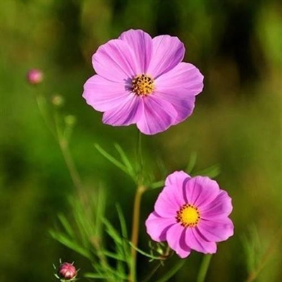 好看的微信花朵头像适合女生(16张)