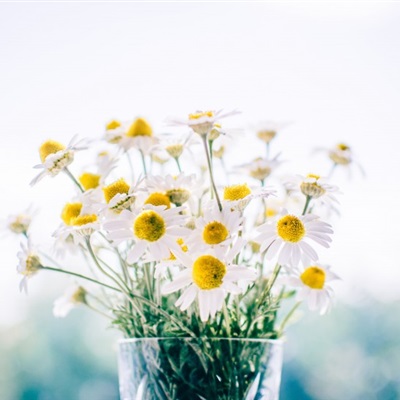 好看的微信花朵头像适合女生(16张)