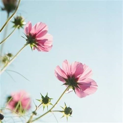 好看的微信花朵头像适合女生(16张)