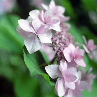 好看的微信花朵头像适合女生(16张)