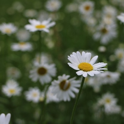 好看的微信花朵头像适合女生(16张)