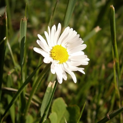 好看的微信花朵头像适合女生(16张)