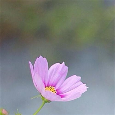 好看的微信花朵头像适合女生(16张)