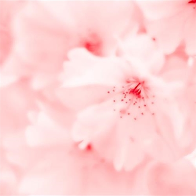 好看的微信花朵头像适合女生(16张)