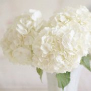 最好看的微信花朵头像图片大全(共16张)