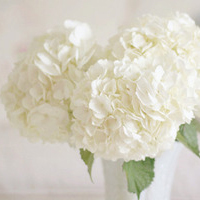 最好看的微信花朵头像图片大全(共16张)