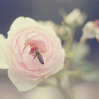 最好看的微信花朵头像图片大全(共16张)