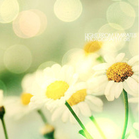 最好看的微信花朵头像图片大全(共16张)