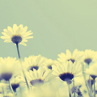 最好看的微信花朵头像图片大全(共16张)