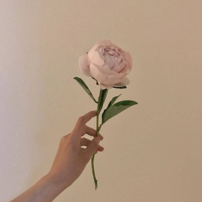 最好看的微信花朵头像好运(优选16张)