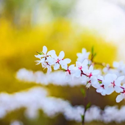 最好看的微信花朵头像好运(优选16张)