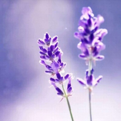 母亲专用头像图片(精选24张)