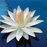 2023微信最吉利的好看头像(20张)