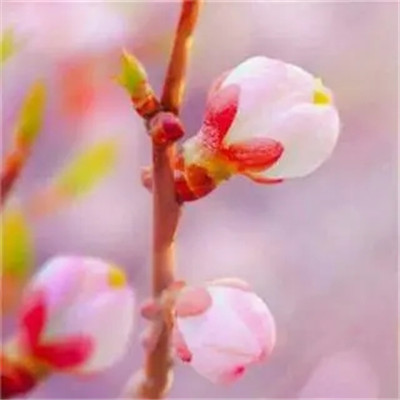 2023年最吉利微信新头像(优选20张)