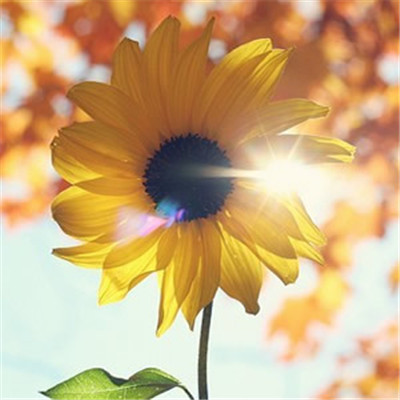 2023年最吉利微信新头像(优选20张)