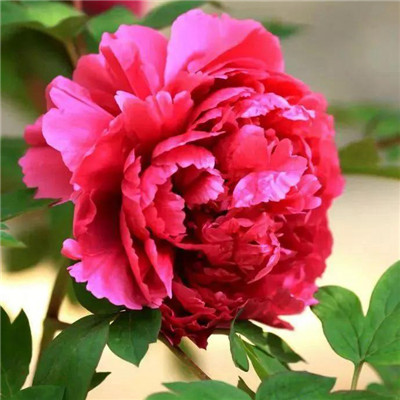 45岁女人用的微信头像牡丹花(精选22张)