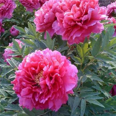 45岁女人用的微信头像牡丹花(精选22张)