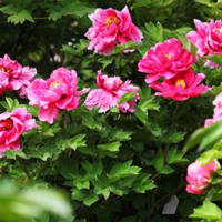 45岁女人用的微信头像牡丹花(精选22张)