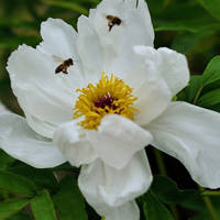 45岁女人用的微信头像牡丹花(精选22张)