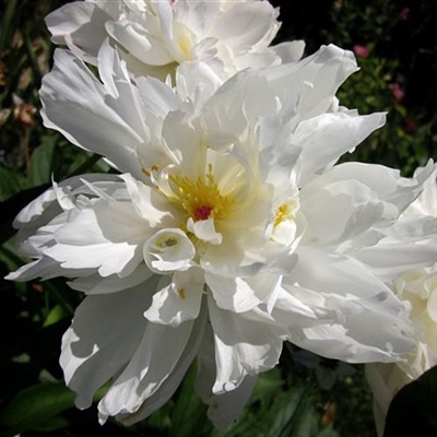 45岁女人用的微信头像牡丹花(精选22张)