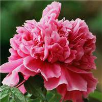 45岁女人用的微信头像牡丹花(精选22张)