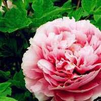 45岁女人用的微信头像牡丹花(精选22张)