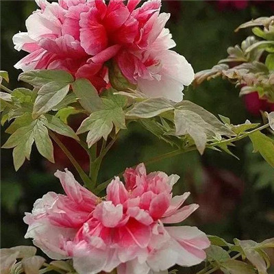 45岁女人用的微信头像牡丹花(精选22张)