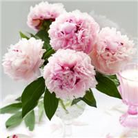 45岁女人用的微信头像牡丹花(精选22张)