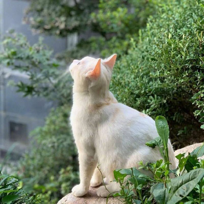 精致高雅的四十岁女人头像(优选38张)