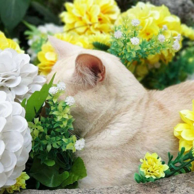 精致高雅的四十岁女人头像(优选38张)