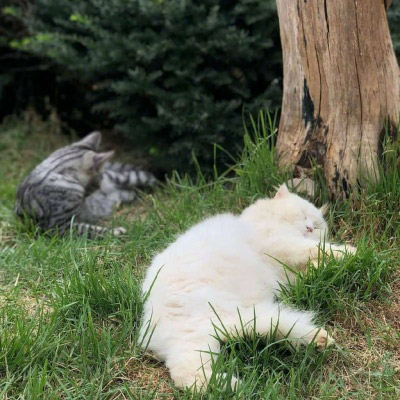 精致高雅的四十岁女人头像(优选38张)