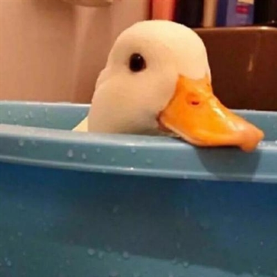 超级爆笑沙雕头像图片(精选28张)