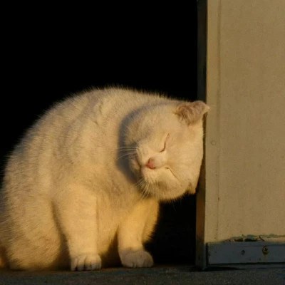 网上最火的图片头像(22张)