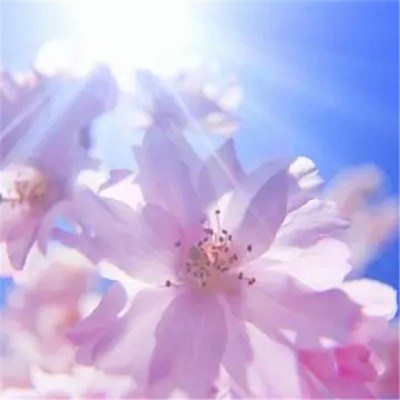 2023微信最吉利的好看头像图片大全(精选22张)